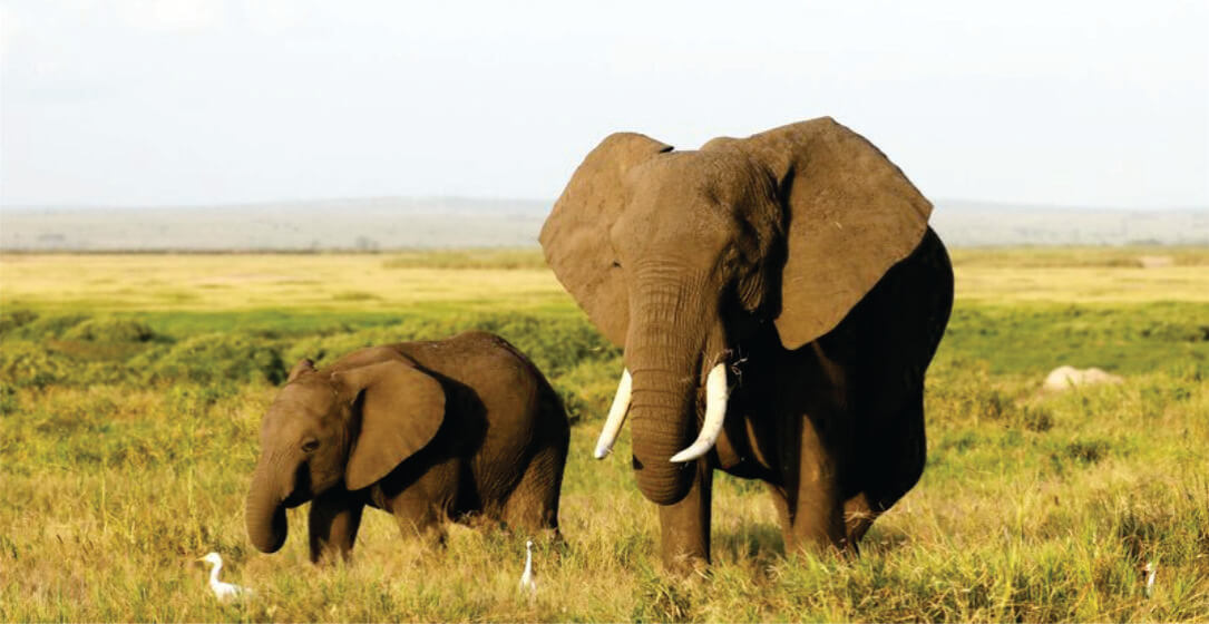 An elephant and its baby are walking in the grass together through a grassy savanna