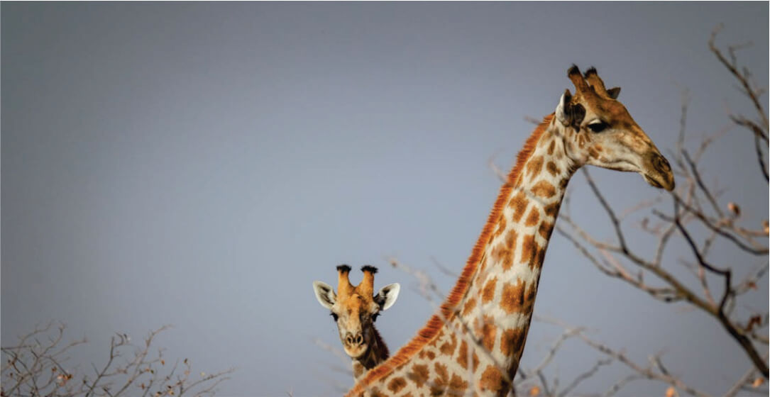 Two giraffes standing in a natural setting with a clear sky on Amboseli safari adventure.