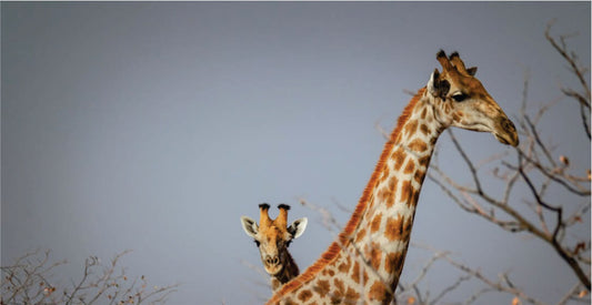Two giraffes standing in a natural setting with a clear sky on Amboseli safari adventure.