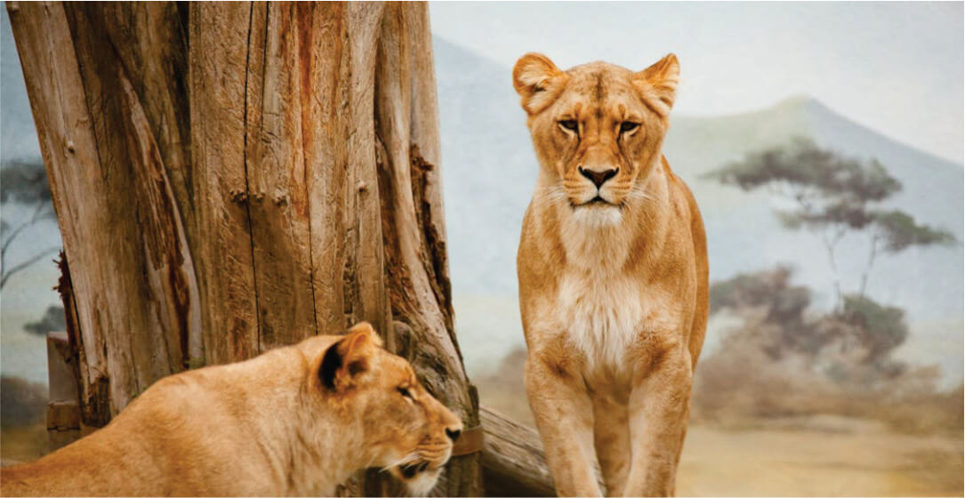 Two lions in a naturalistic setting with trees and landscape on Masai Mara adventure.