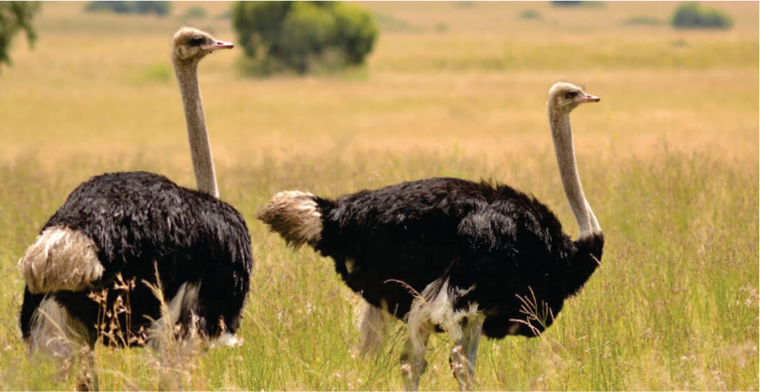 Two ostriches standing in a grassy field with trees in the background on Amboseli safari