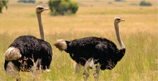 Two ostriches standing in a grassy field with trees in the background on Amboseli safari