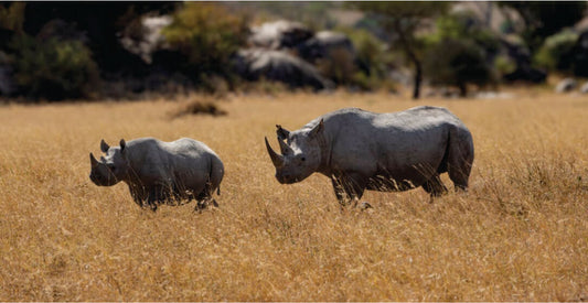 Two rhinos walking through a dry, grassy landscape with rocks and sparse vegetation.