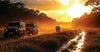 Two transfer safari jeeps on a dirt path with a cow in a misty forest at sunset.
