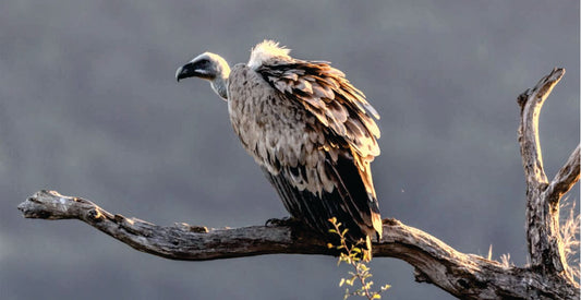 Vulture perched on a branch with a blurred natural background on safari holidays in Kisumu