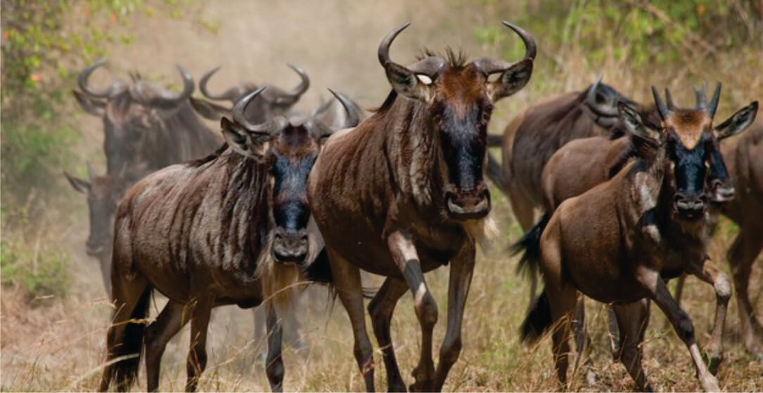 Herd of wildebeests running through a savannah landscape, observable on 3-day Masai Mara jeep joining safari game drives