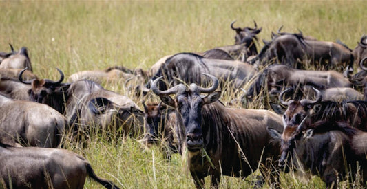 Herd of wildebeests in a grassy savanna 