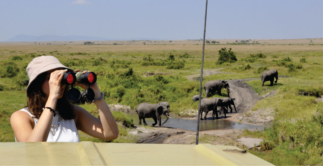 Woman observing elephants from a safari vehicle using binoculars on solo joining safari game drives in Masai Mara.