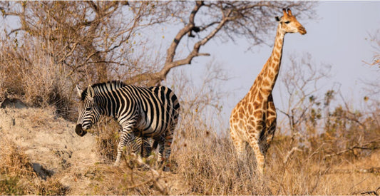 Zebra and giraffe walking together in a natural setting with trees and dry grass.