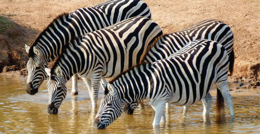 Four zebras drinking water from a body of water with a natural background, observable on Masai Mara budget game drive adventure.