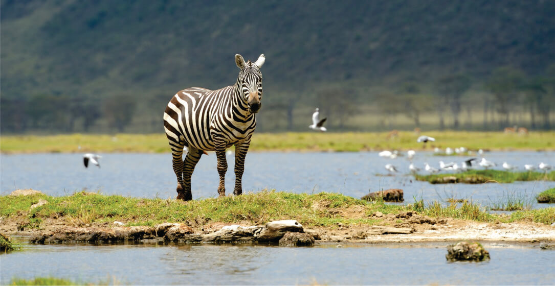 Zebra standing near a water body with a scenic background on Nairobi National Park Tour