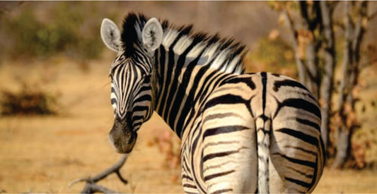 Zebra standing in a natural setting with blurred background on Amboseli National Park Safari