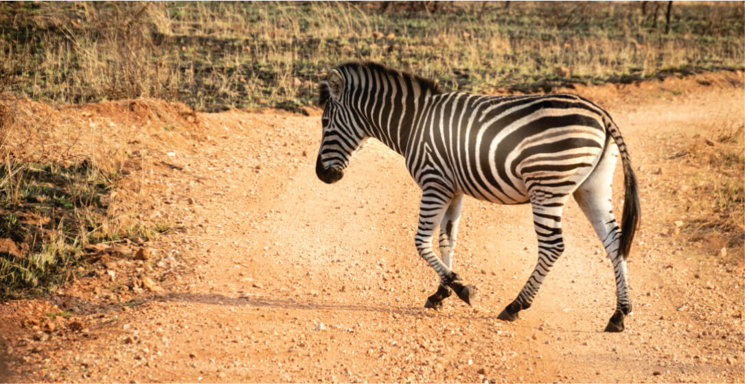 Zebra walking on a dirt path in a natural setting