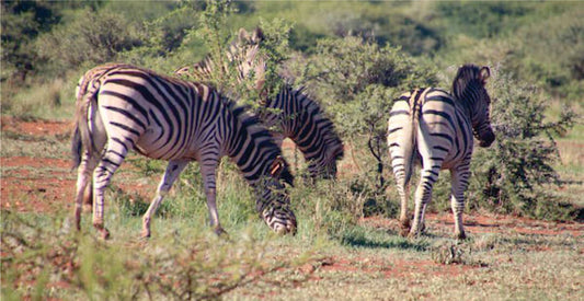 Three zebras grazing in a grassy savanna, observable on Masai Mara Safari 3 days game drive package in Kenya